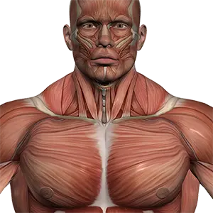 Muscle WebP